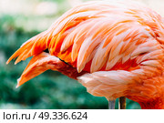 Pink Flamingo Feathers Closeup Details. Стоковое фото, агентство Ingram Publishing / Фотобанк Лори