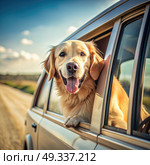 Retrieving Canine Enjoying Car Ride. Generative AI. Стоковое AI-изображение, AI-художник Roman Zavorotny / Фотобанк Лори