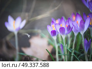 Pretty crocuses flowers, outdoor springtime nature in garden or park. Стоковое фото, агентство Ingram Publishing / Фотобанк Лори