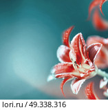 Red lily flowers at blurred turquoise background. Floral border , greeting card with copy space or layout. Стоковое фото, агентство Ingram Publishing / Фотобанк Лори
