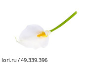 Colorful naturalistic flower calla. Vector Illustration. EPS10. Colorful naturalistic flower calla. Vector Illustration. Стоковая иллюстрация, агентство Ingram Publishing / Фотобанк Лори