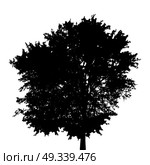 Black and White Silhouette of Deciduous Tree, whose branches develop in the wind. Vector Illustration. EPS10. Black and White Silhouette of Deciduous Tree, whose branches dev. Стоковая иллюстрация, агентство Ingram Publishing / Фотобанк Лори