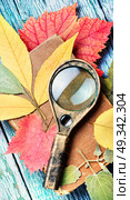 Pressed dried herbarium of various plants. Set autumnal dried leaf for making herbarium. Стоковое фото, агентство Ingram Publishing / Фотобанк Лори