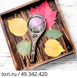 Pressed dried herbarium of various plants. Set autumnal dried leaf for making herbarium. Стоковое фото, агентство Ingram Publishing / Фотобанк Лори