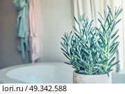 House green plant succulent  Senecio serpens or Blue Chalksticks in bathroom, close up. Стоковое фото, агентство Ingram Publishing / Фотобанк Лори