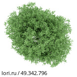top view of tulip tree isolated on white background. 3d illustration. Стоковое фото, агентство Ingram Publishing / Фотобанк Лори
