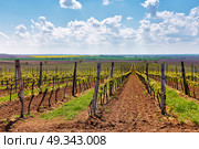 Rows of Vineyard Grape Vines. Spring landscape with green vineyards. Grape vineyards of South Moravia in Czech Republic. Стоковое фото, агентство Ingram Publishing / Фотобанк Лори