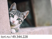 Little alley kitty . Стоковое фото, агентство Ingram Publishing / Фотобанк Лори