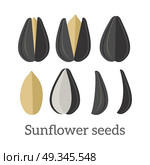 Sunflower seeds vector in flat style design. Traditional raw, salty, fried snack, diet product, culinary ingredient, source of vitamins, elements, fatty acids and oil. Isolated on white background.. Sunflower Seeds Vector Illustration in Flat Design. Стоковая иллюстрация, агентство Ingram Publishing / Фотобанк Лори