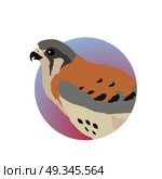 American Kestrel Flat Design Vector Illustration. American kestrel vector. Predatory birds wildlife concept in flat style design. American fauna illustration for prints, posters, childrens books illustrating. Beautiful falcon bird seating isolated on white. Стоковая иллюстрация, агентство Ingram Publishing / Фотобанк Лори