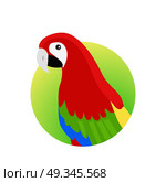 Ara Parrot Flat Design Vector Illustration. Ara parrot vector. Birds of Amazonian forests in flat design illustration. Fauna of South America. Beautiful Ara parrot on branch posters, childrens books illustrating. Isolated on white. Стоковая иллюстрация, агентство Ingram Publishing / Фотобанк Лори