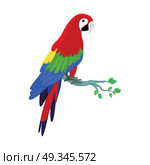 Ara Parrot Flat Design Vector Illustration. Ara parrot vector. Birds of Amazonian forests in flat design illustration. Fauna of South America. Beautiful Ara parrot on branch posters, childrens books illustrating. Isolated on white. Стоковая иллюстрация, агентство Ingram Publishing / Фотобанк Лори