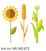 Sunflower, wheat, corn vector. Flat design. Traditional agricultural plants. Illustration for organic farming, industrial growing companies, grocery shops ad, logo element, icons infographics  . Sunflower, wheat, corn vector illustration.  . Стоковая иллюстрация, агентство Ingram Publishing / Фотобанк Лори