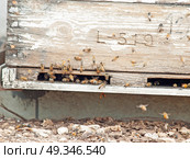 Bees flying at  hive entrance. close up. Стоковое фото, агентство Ingram Publishing / Фотобанк Лори
