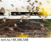 Bees flying at  hive entrance. close up. Стоковое фото, агентство Ingram Publishing / Фотобанк Лори