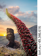 Echium wildpretii .Famous Finger Of God rock in Teide national park. Tenerife island - Canary, Spain. Стоковое фото, агентство Ingram Publishing / Фотобанк Лори