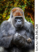 gorilla sitting on a rock and watching the sunset. Стоковое фото, агентство Ingram Publishing / Фотобанк Лори