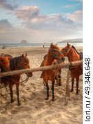 Peruvian Paso - horse breed. This breed is protected by the Peruvian government. Стоковое фото, агентство Ingram Publishing / Фотобанк Лори