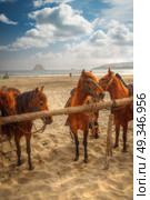 Peruvian Paso - horse breed. This breed is protected by the Peruvian government. Стоковое фото, агентство Ingram Publishing / Фотобанк Лори