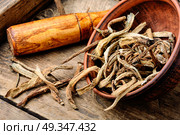 Medicinal root inula. Medicinal raw materials from roots and rhizomes inula.Root elecampane. Стоковое фото, агентство Ingram Publishing / Фотобанк Лори