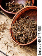 Valerian herb root. Traditional folk remedy from valerian roots in a mortar. Стоковое фото, агентство Ingram Publishing / Фотобанк Лори