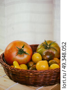 Mixed tomatoes basket . Стоковое фото, агентство Ingram Publishing / Фотобанк Лори