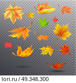 Bright Autumn Fallen Maple Leaves Illustrations. Autumn fallen maple leaves of bright orange, sunny yellow and saturated green colors isolated vector illustrations set on transparent background. Стоковая иллюстрация, агентство Ingram Publishing / Фотобанк Лори