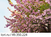 Beautiful sakura cherry blossom in spring time on a blue sky background. Tree with pink flowers.. Tree with pink flowers. Стоковое фото, агентство Ingram Publishing / Фотобанк Лори