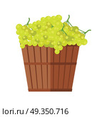 Wooden Basket with Grapes. White Wine.. Wooden basket with grapes. White Wine. Fruit for preparation check elite vintage strong wine. Bunch or cluster of grapes. Grapery racemation. Part of series of viniculture production items. Vector. Стоковая иллюстрация, агентство Ingram Publishing / Фотобанк Лори