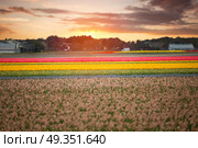 pink, red and orange tulip field in North Holland during spring. pink, red and orange tulip field in North Holland . Стоковое фото, агентство Ingram Publishing / Фотобанк Лори