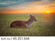 Group rutting red deer on the Veluwe, Netherlands. Group rutting red deer. Стоковое фото, агентство Ingram Publishing / Фотобанк Лори
