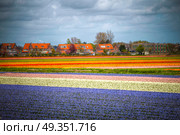 pink, red and orange tulip field in North Holland during spring. pink, red and orange tulip field in North Holland . Стоковое фото, агентство Ingram Publishing / Фотобанк Лори