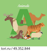 Animal alphabet vector. Flat style. ABC with animals. Camel, elk, llama, tiger, walrus, guinea pig, sheep standing on green background, letter A behind. For children s books, textbooks illustrating. Animal Alphabet Concept in Flat Design. Animal Alphabet Concept in Flat Design. Стоковая иллюстрация, агентство Ingram Publishing / Фотобанк Лори