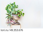 Beautiful green home interior and decor ideas. Urn planter with trends indoor plants : Chinese money plant ( missionary plant ) and Moses-in-the-Boat at white wall background. Стоковое фото, агентство Ingram Publishing / Фотобанк Лори