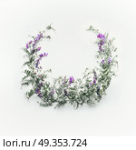 Wreath made of wild purple flowers with leaves on white background. Summer concept. Flat lay, top view. Floral design and flowers arrangement . Mouse pea. Vetch multicolor (Vicia cracca) Стоковое фото, агентство Ingram Publishing / Фотобанк Лори