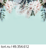 Nature background with beautiful acacia blossom, front view. Стоковое фото, агентство Ingram Publishing / Фотобанк Лори