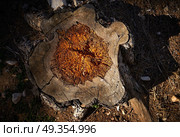 felled tree rotten by woodworm and humidity. felled tree rotten by woodworm and humidity detail. Стоковое фото, агентство Ingram Publishing / Фотобанк Лори