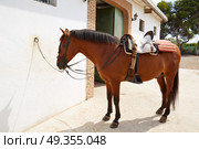 Brown horse bound to wall with leather saddle. Brown horse bound to white wall with leather saddle. Стоковое фото, агентство Ingram Publishing / Фотобанк Лори