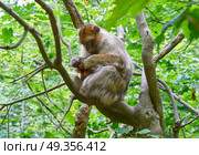 Barbary apes macaca sylvanus macaque monkey. Barbary apes macaca sylvanus macaque monkeys outdoor. Стоковое фото, агентство Ingram Publishing / Фотобанк Лори