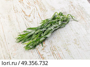 Fresh green estragon aroma stem. Стоковое фото, фотограф Андрей Старостин / Фотобанк Лори