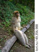 Barbary apes macaca sylvanus macaque monkey. Barbary apes macaca sylvanus macaque monkey outdoor. Стоковое фото, агентство Ingram Publishing / Фотобанк Лори