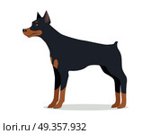 Doberman Pinscher, Dobermann, Doberman isolated. Doberman Pinscher, Dobermann, Doberman isolated on white. Dog of medium-large size with square build and short coat. Home pet. Popular compactly built and athletic breed. Series of puppies. Vector. Стоковая иллюстрация, агентство Ingram Publishing / Фотобанк Лори