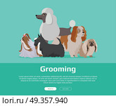 Dog Grooming Banner. Long Haired Dog Breeds. Dog grooming banner. Long haired dog breeds of different size isolated on green background. Pekingese, Shih Tzu, Poodle, Scottish Terrier, Aberdeen Terrier. Dog pet shop banner poster. Vector. Стоковая иллюстрация, агентство Ingram Publishing / Фотобанк Лори