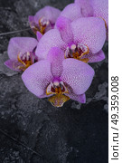 Fresh orchids flowers. Fresh blooming pink orchids flowers on stone background. Стоковое фото, агентство Ingram Publishing / Фотобанк Лори