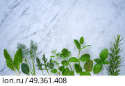Culinary herbs rosemary fennel oregano mint basil. Culinary herbs rosemary fennel oregano mint basil chard arugulaon marble. Стоковое фото, агентство Ingram Publishing / Фотобанк Лори