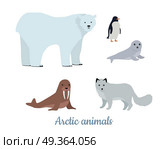 Set of arctic animals in flat design. Wild herbivorous and predatory species. Polar beer, seal, polar fox, walrus, penguin illustrations. For nature concepts, children s books, printing materials. Set of Arctic Animals Illustrations in Flat Design. Set of Arctic Animals Illustrations in Flat Design. Стоковая иллюстрация, агентство Ingram Publishing / Фотобанк Лори