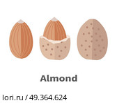 Almond Nuts Vector Illustration in Flat Design. Almond nuts vector in flat design. Traditional raw, salty of fried snack. Diet product, culinary ingredient, spice, source of vitamins, elements, fatty acids and essential oils. Isolated on white. Стоковая иллюстрация, агентство Ingram Publishing / Фотобанк Лори