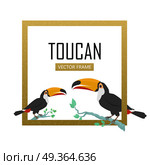 Toucan Bird Flat Design Vector Illustration. Toucan vector frame. Animals of Amazonian forests in flat design. Fauna of South America. Wild life in tropics concept for posters, childrens books illustrating. Toucans on branch isolated on white. Стоковая иллюстрация, агентство Ingram Publishing / Фотобанк Лори