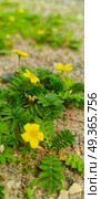 Лапчатка гусиная, или Гусиная лапка (лат. Potentilla anserina) — невысокое многолетнее травянистое растение, вид рода Лапчатка (Potentilla) семейства Розовые (Rosaceae), с толстым и коротким корневищем и ползучими «усами», растет вдоль дороги на песке и камнях. Стоковое фото, фотограф Светлана Русских / Фотобанк Лори