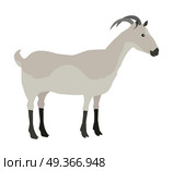 Farm Pet Goat. Farm pet goat illustration. One farm horned animal on a white background. Goat icon. Vector farm animal, side view. Colorful illustration of gray goat in flat design. Стоковая иллюстрация, агентство Ingram Publishing / Фотобанк Лори
